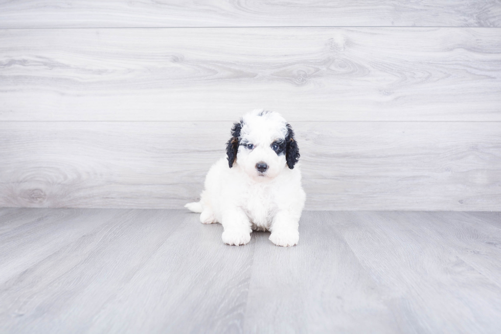Mini Bernedoodle Pup Being Cute