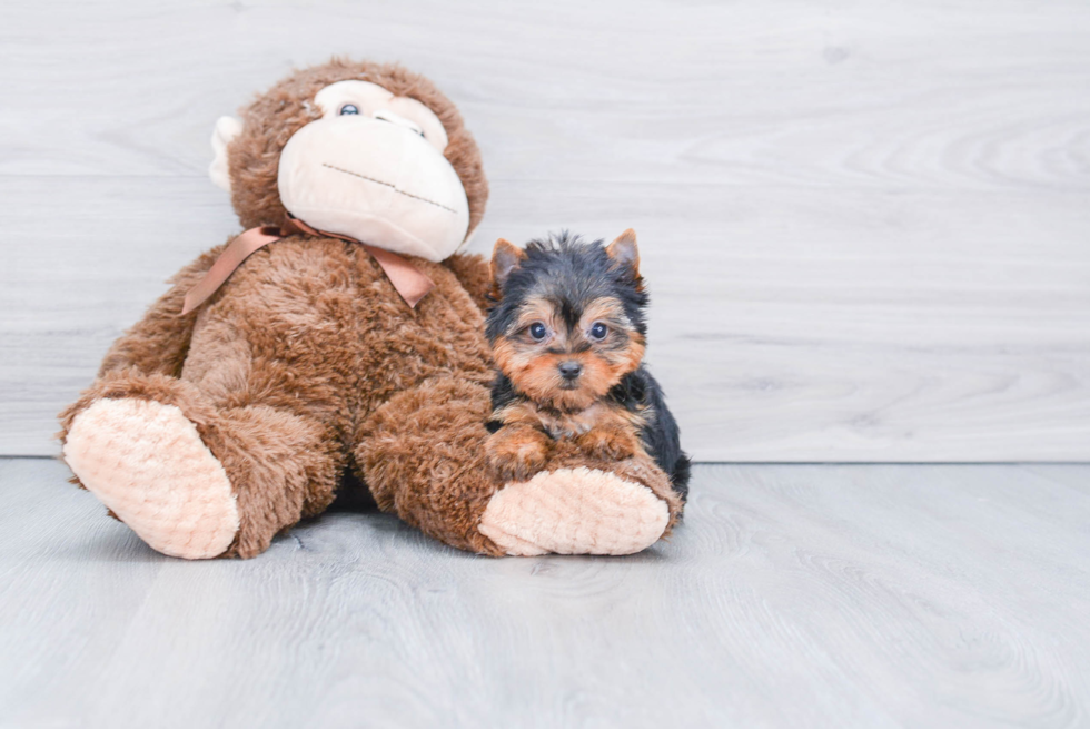Meet Trigger - our Yorkshire Terrier Puppy Photo 
