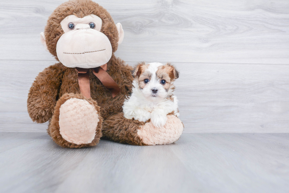 Little Yorkie Designer Puppy