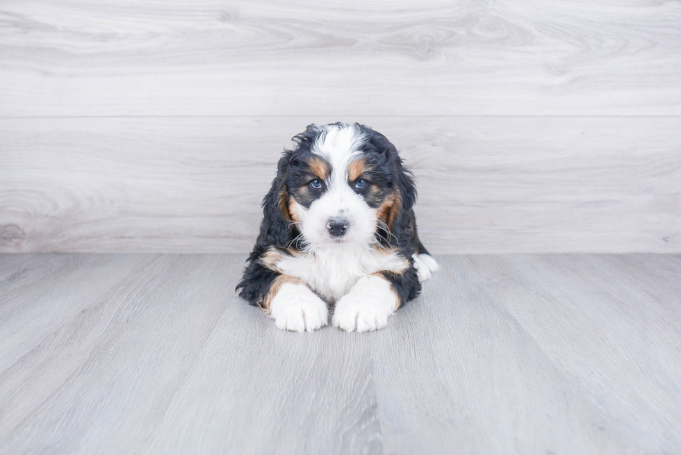 Popular Mini Bernedoodle Poodle Mix Pup