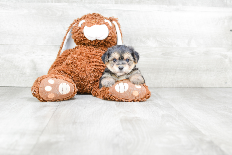 Petite Morkie Designer Pup