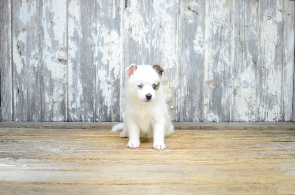 Playful Mini Husky Designer Puppy