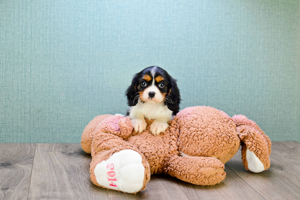 Cavalier King Charles Spaniel Pup Being Cute