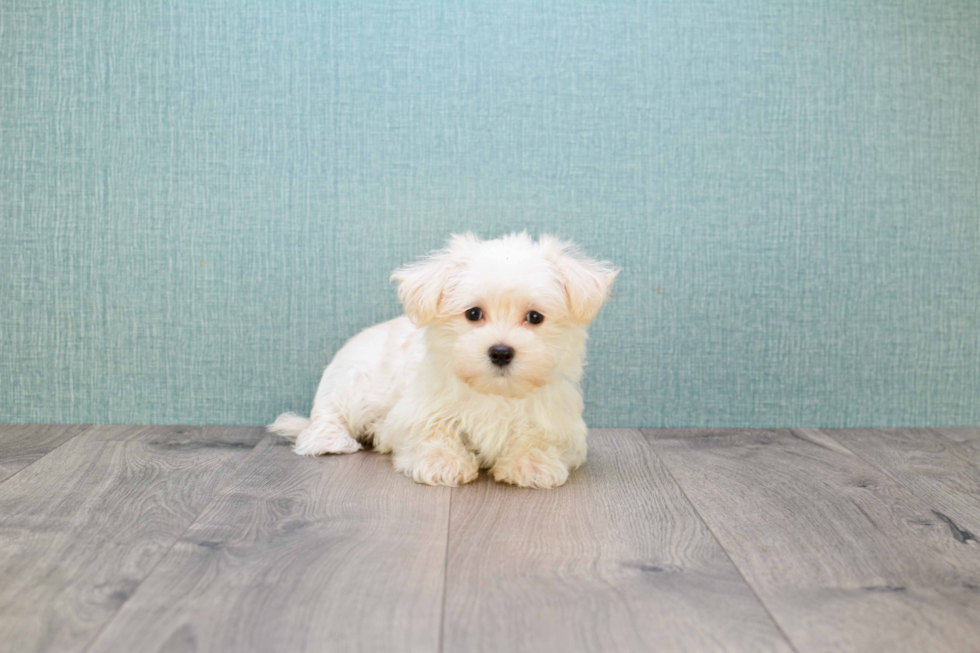 Maltipoo Puppy for Adoption