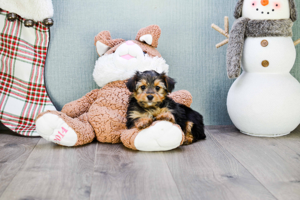 Little Yorkie Designer Puppy