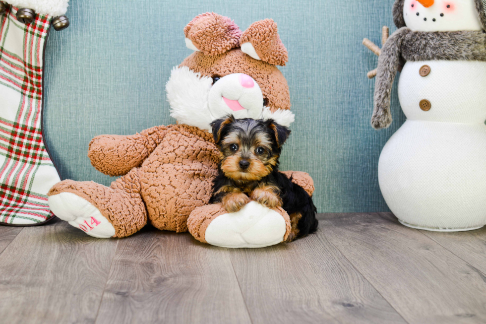 Meet Timmy - our Yorkshire Terrier Puppy Photo 