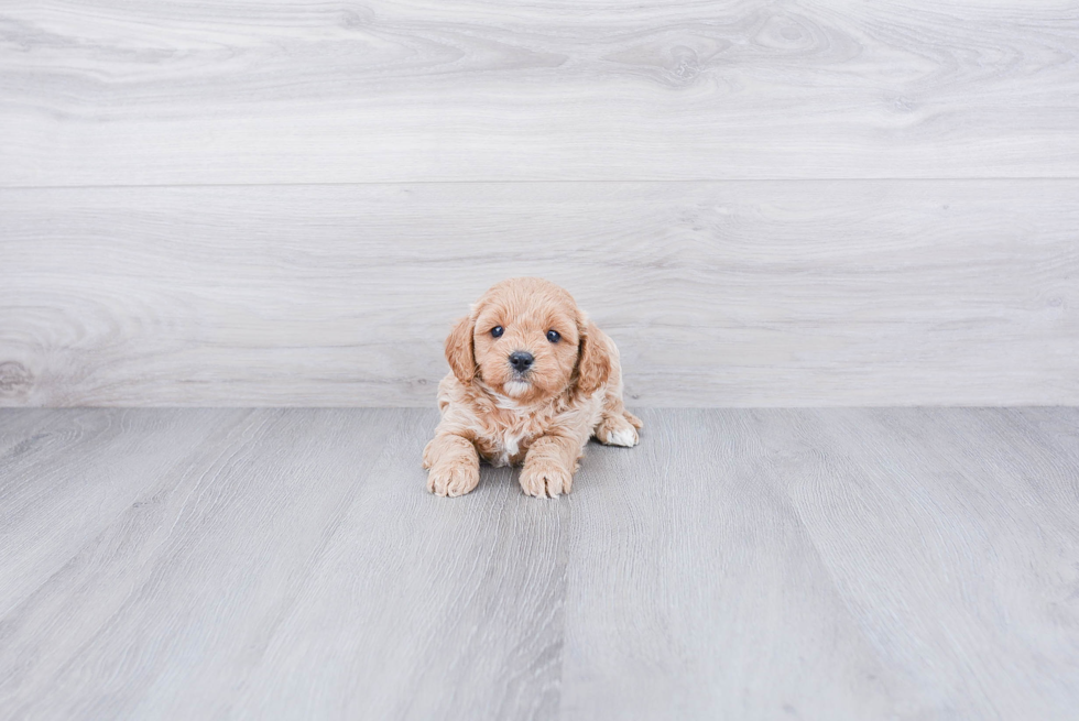 Cavapoo Pup Being Cute
