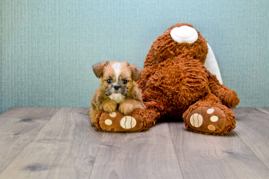 Brussels Griffon Pup Being Cute