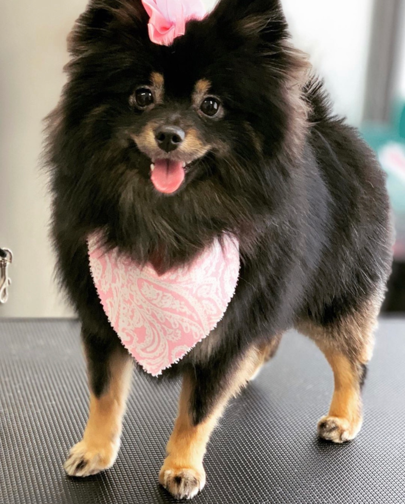 Sweet Pomeranian Purebred Pup