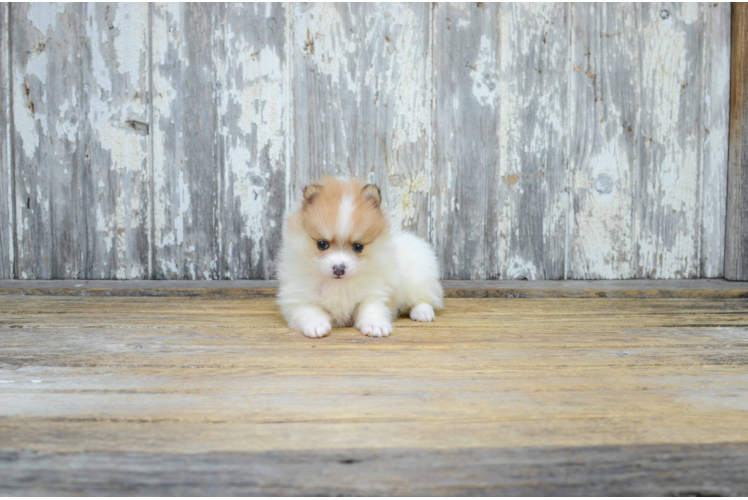 Best Pomeranian Baby