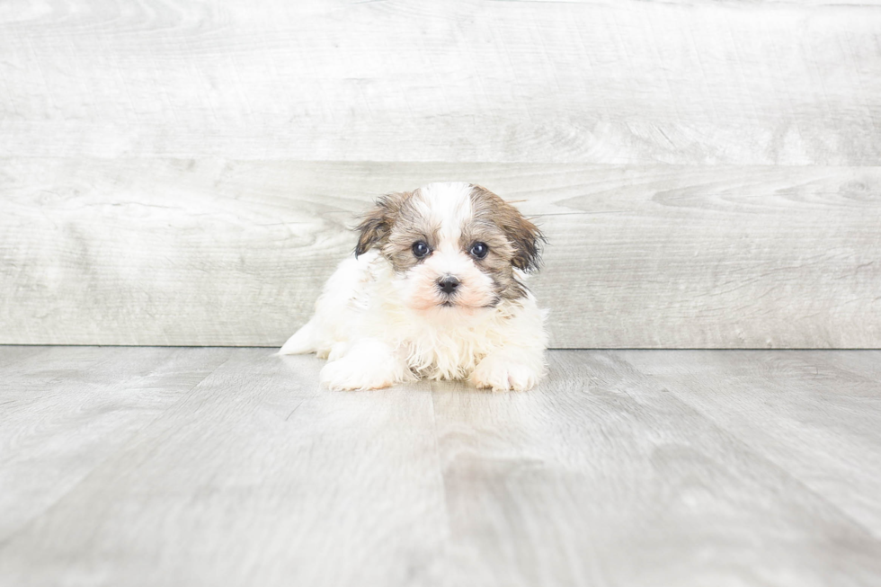 Akc Registered Havanese Purebred Pup