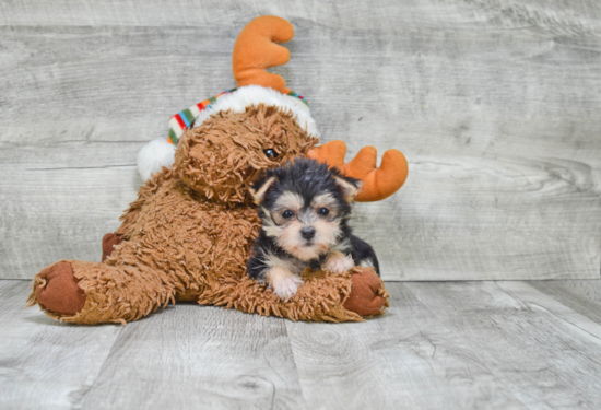 Morkie Pup Being Cute