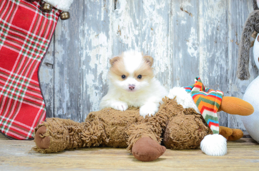 Best Pomeranian Baby