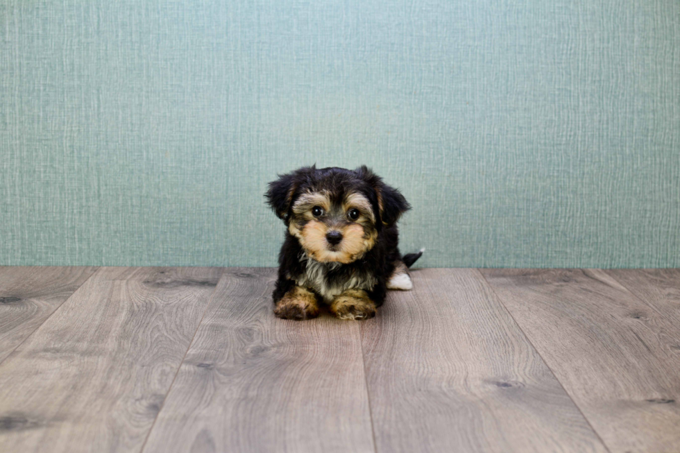 Best Morkie Baby