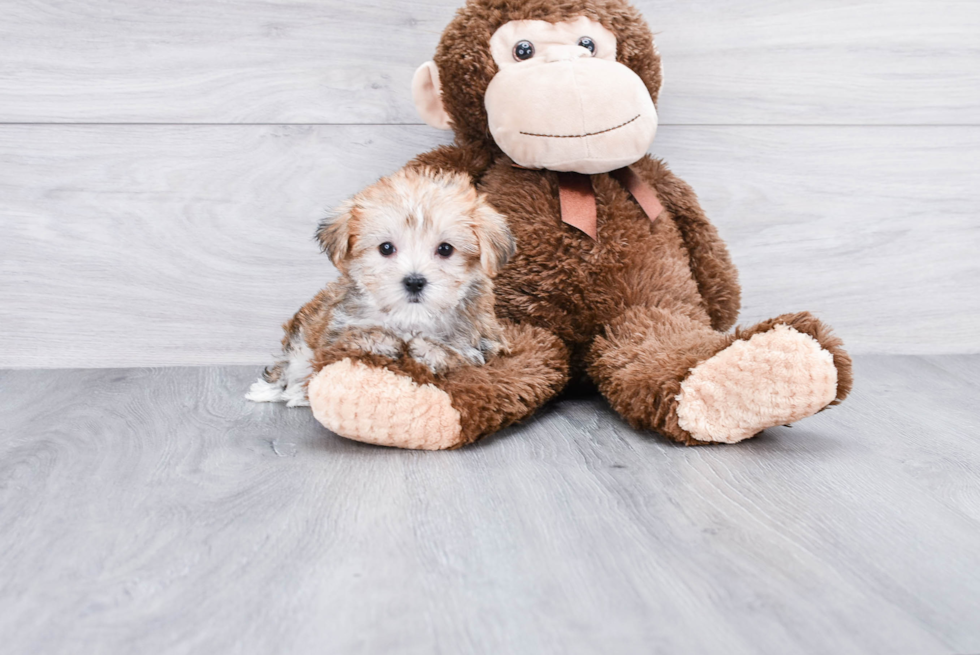 Morkie Pup Being Cute