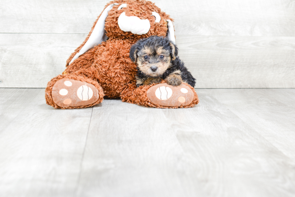 Small Yorkie Poo Baby