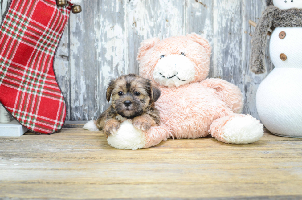 Petite Shorkie Designer Pup