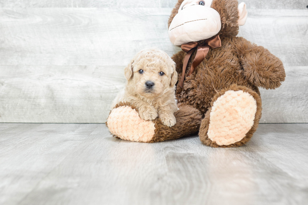 Mini Goldendoodle Pup Being Cute