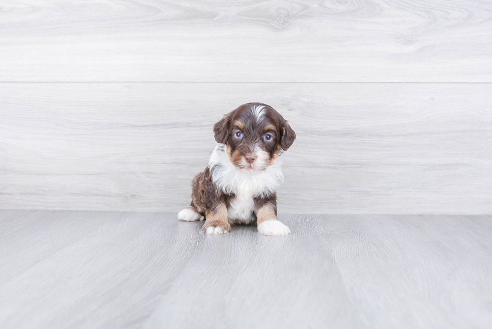 Mini Bernedoodle Pup Being Cute