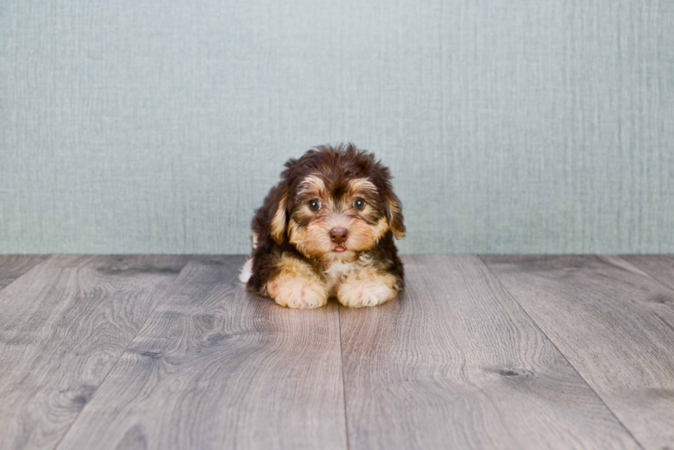 Morkie Pup Being Cute