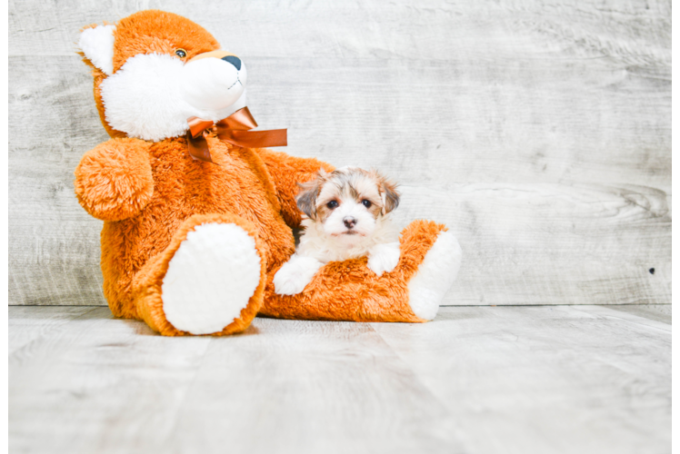 Morkie Pup Being Cute