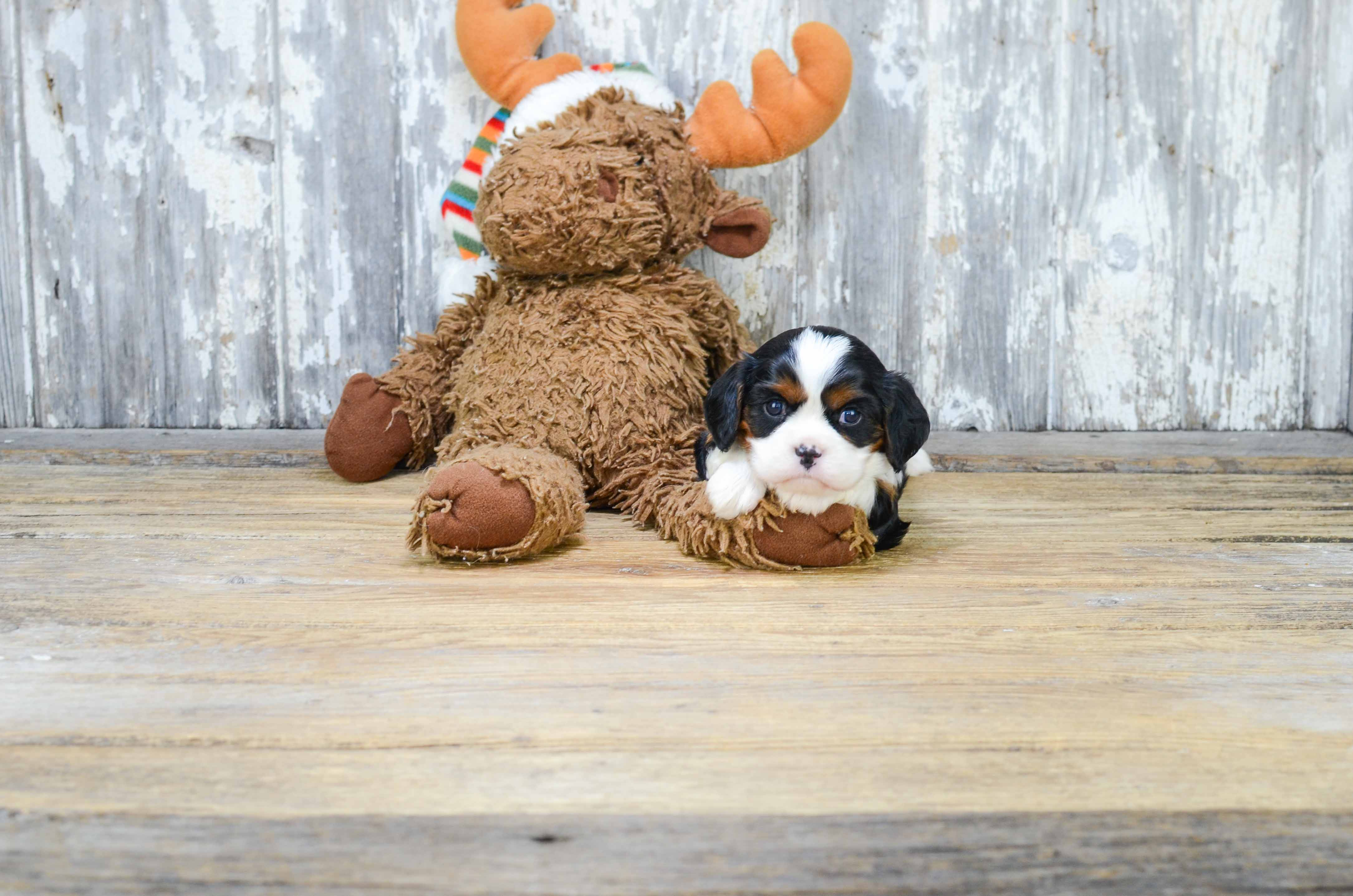 Little Cavalier King Charles Spaniel Purebred Pup