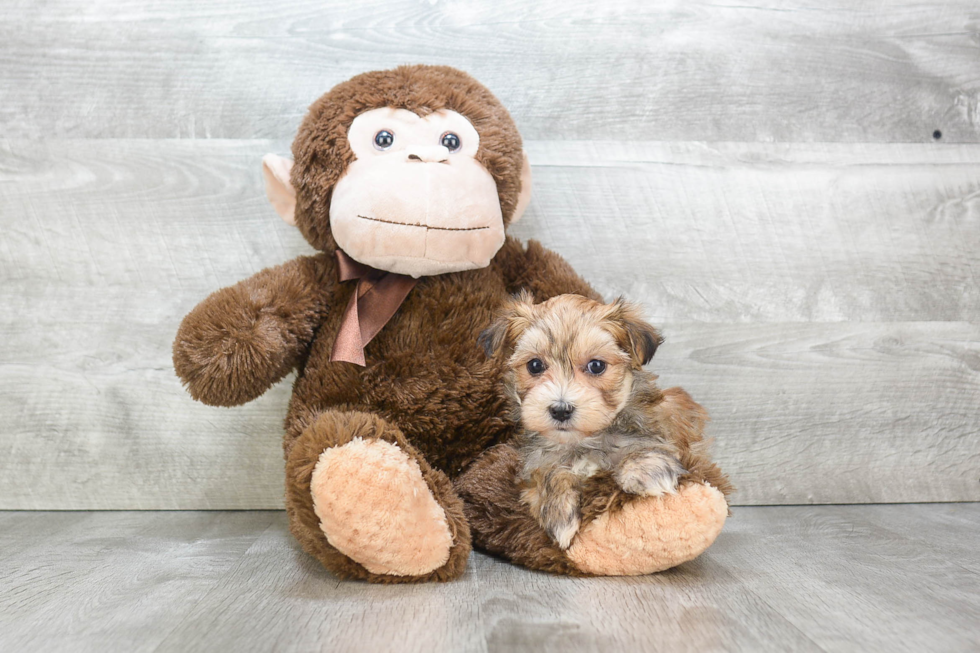 Morkie Puppy for Adoption