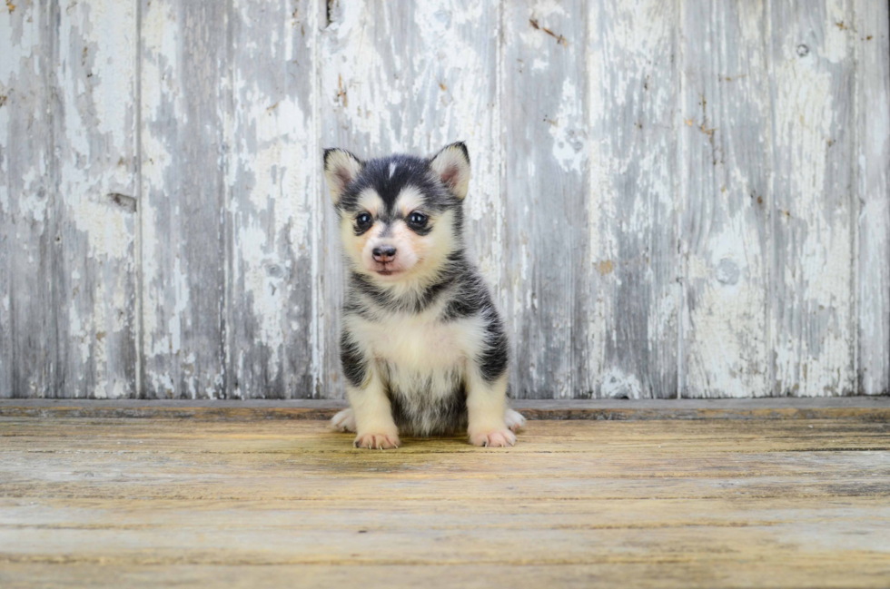 Pomsky Puppy for Adoption