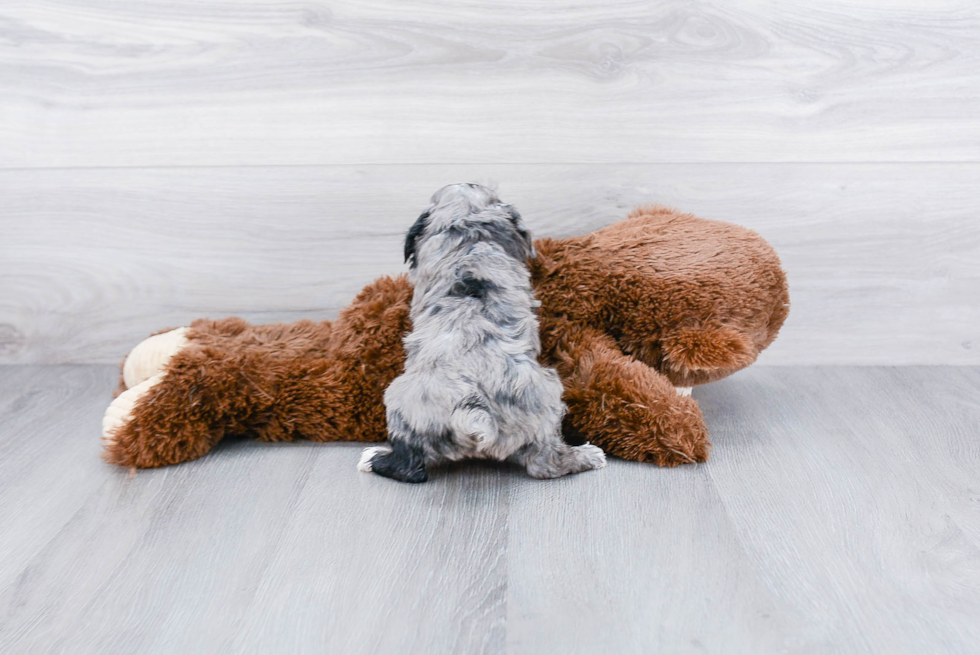 Playful Aussiepoo Poodle Mix Puppy