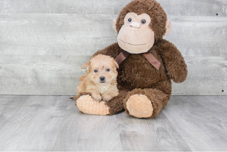 Morkie Puppy for Adoption