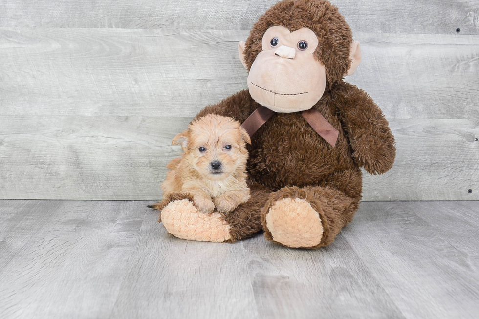 Morkie Puppy for Adoption