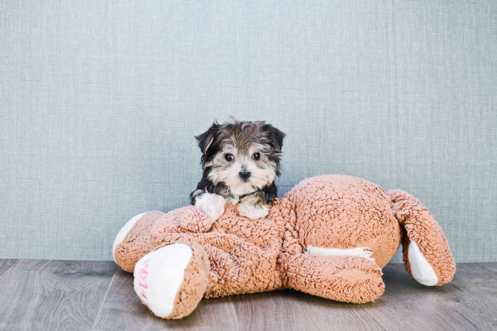 Morkie Pup Being Cute