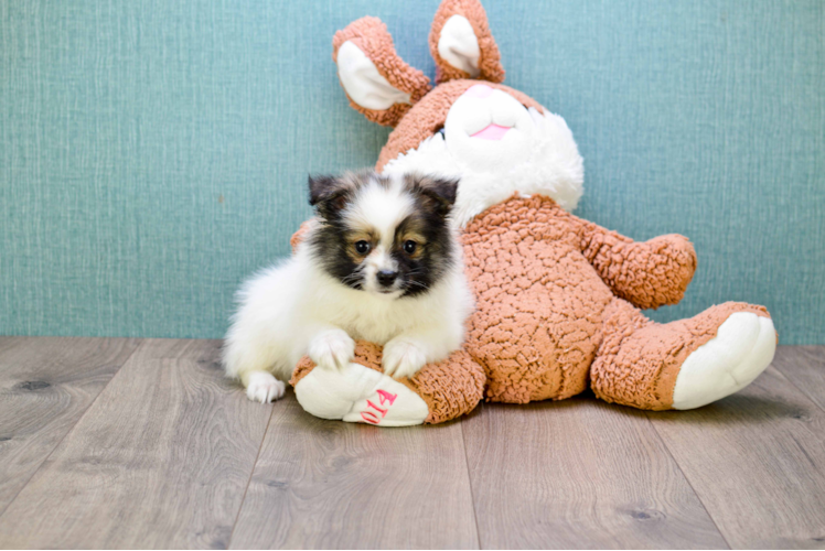 Pomeranian Puppy for Adoption