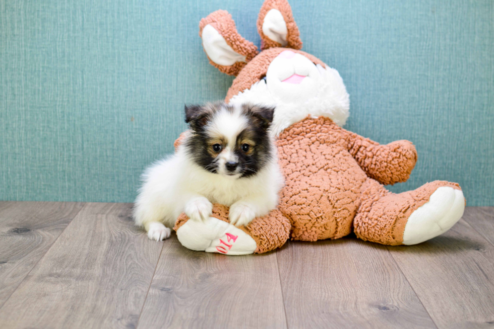 Pomeranian Puppy for Adoption