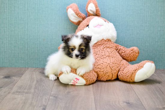 Pomeranian Puppy for Adoption