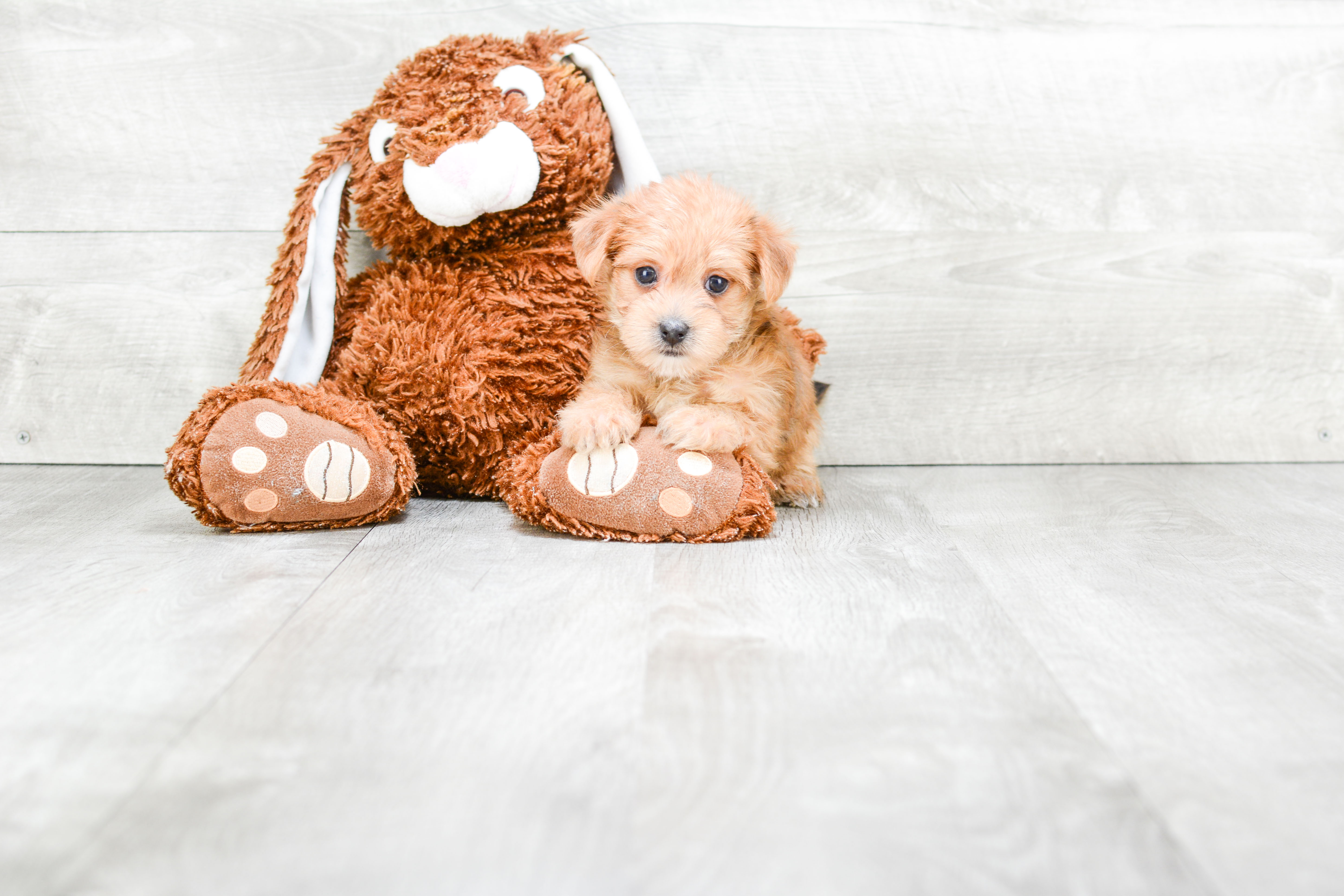 Petite Morkie Designer Pup