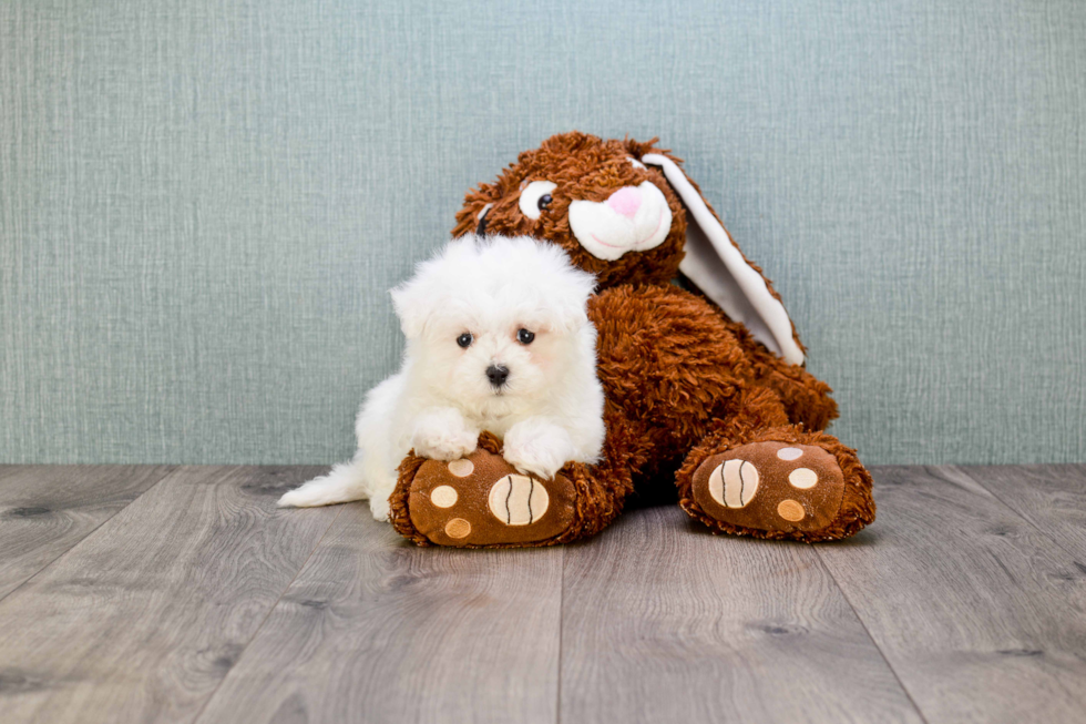 Maltipoo Pup Being Cute