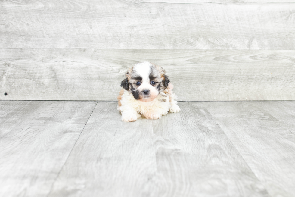 Petite Teddy Bear Designer Pup