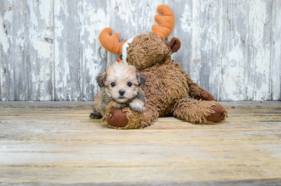 Energetic Yorkie Designer Puppy