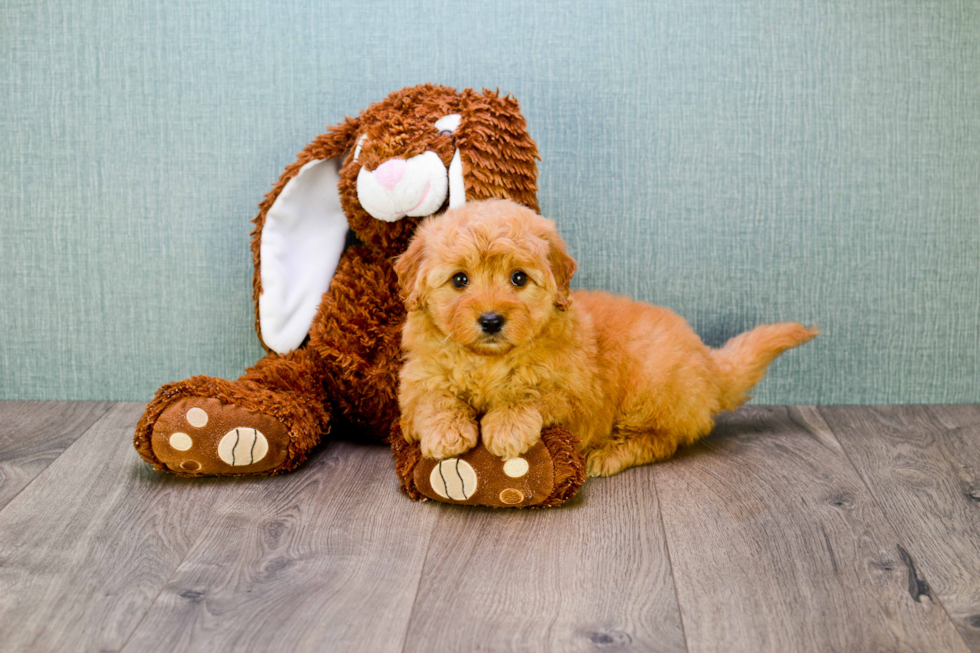 Best Mini Goldendoodle Baby