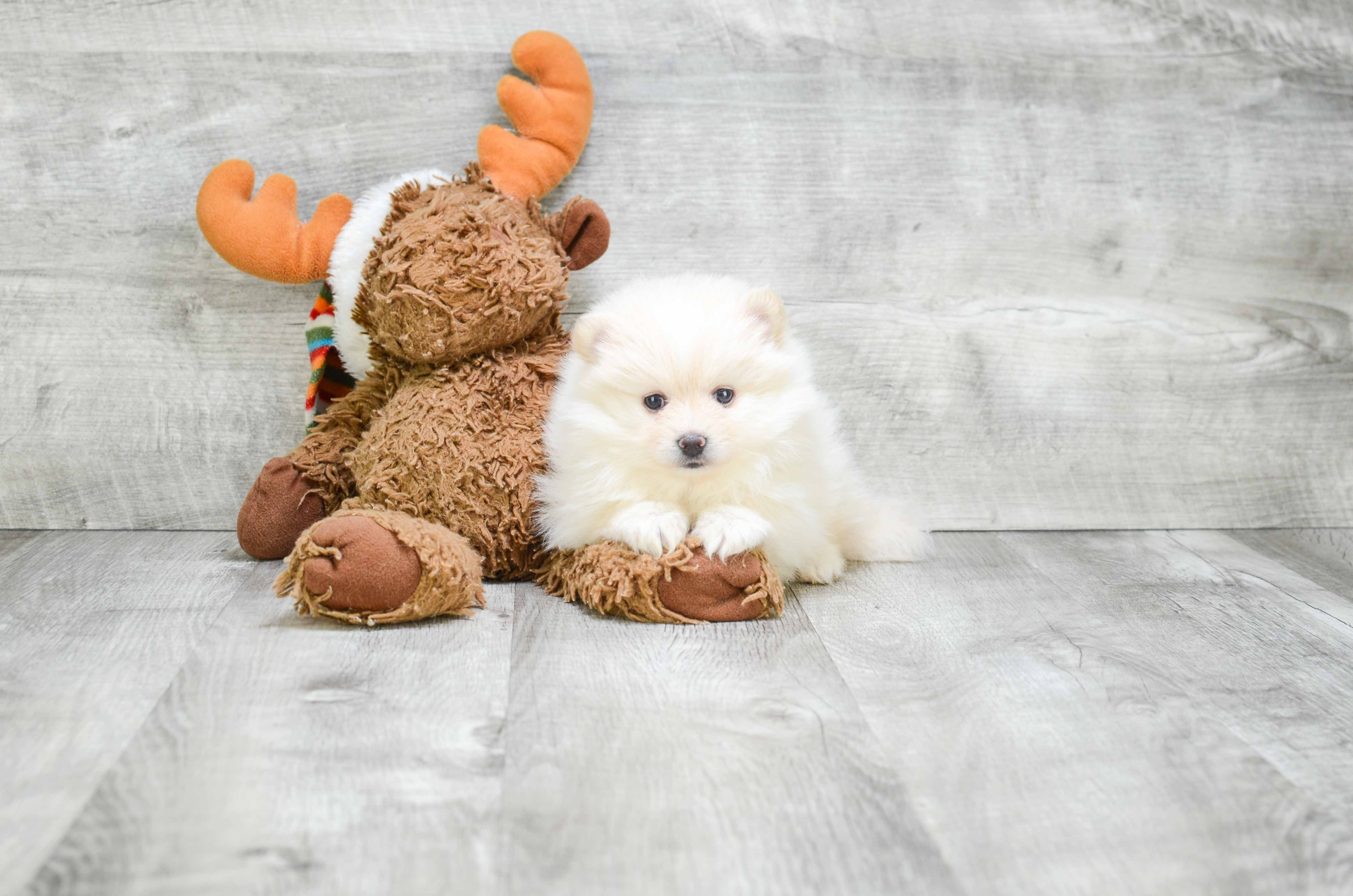 Best Pomeranian Baby