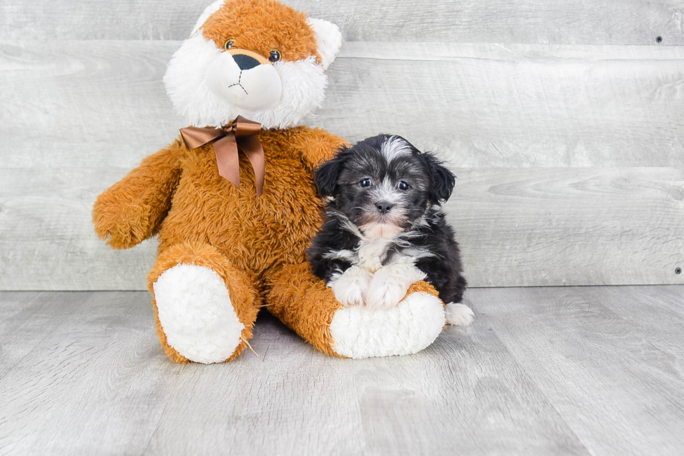 Friendly Havanese Purebred Pup