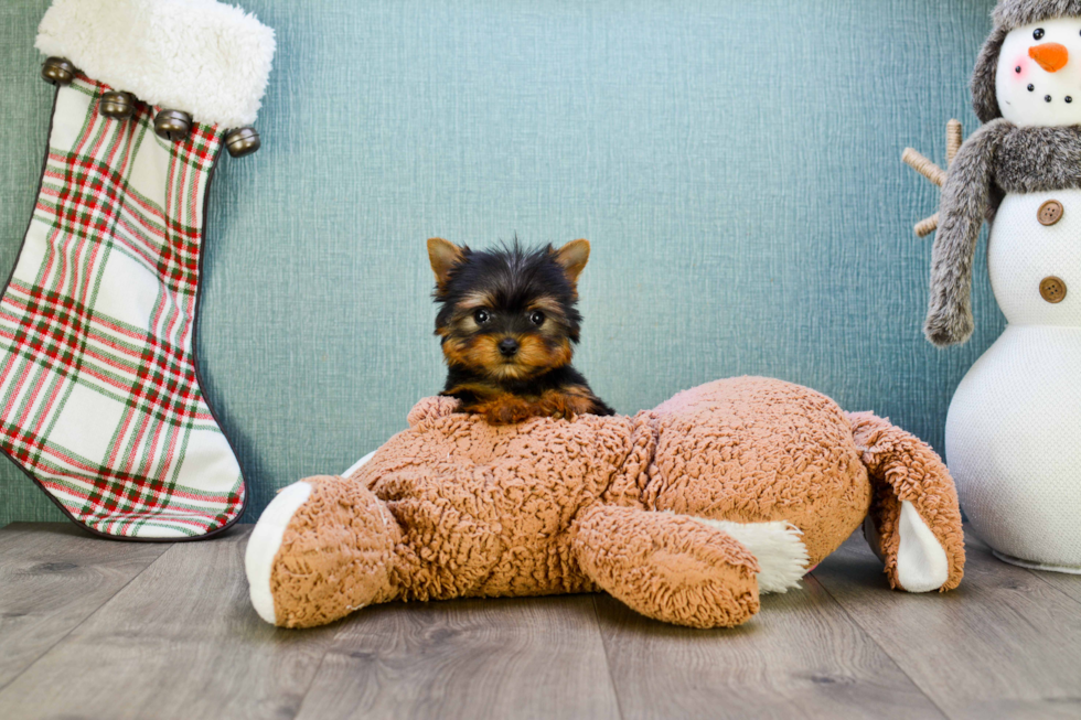 Meet Victoria - our Yorkshire Terrier Puppy Photo 