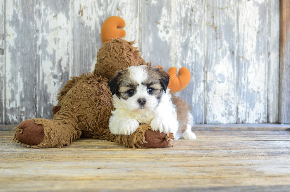 Small Teddy Bear Baby