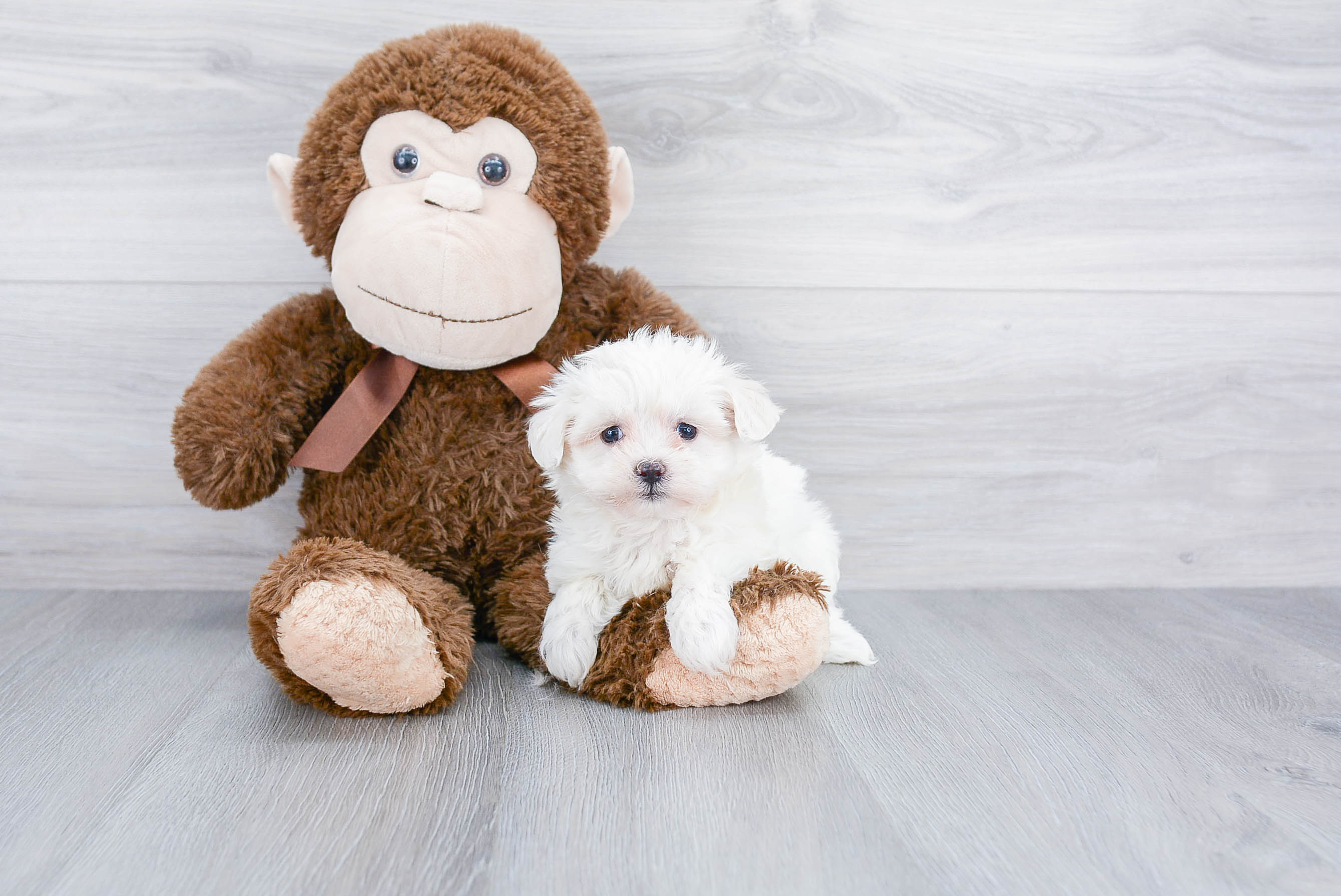 Teddy Bear Pup Being Cute