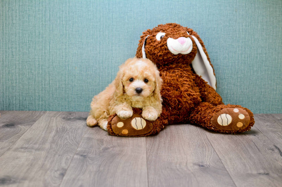 Cavapoo Puppy for Adoption