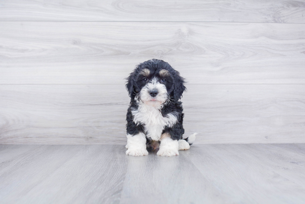 Best Mini Bernedoodle Baby