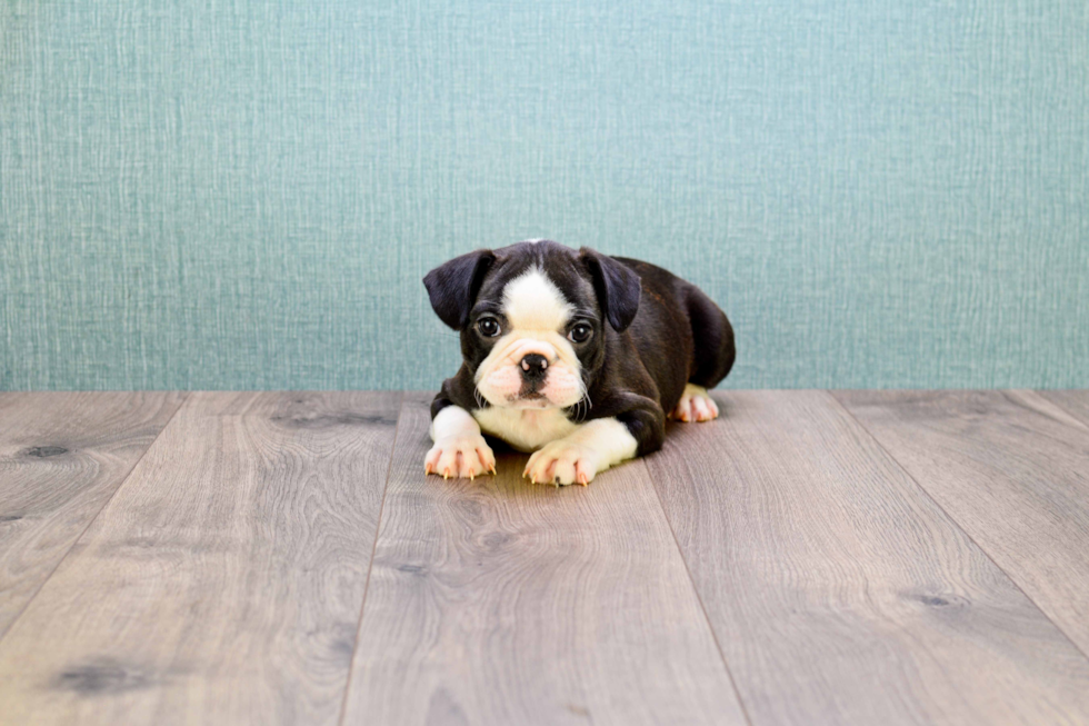 French Bulldog Puppy for Adoption