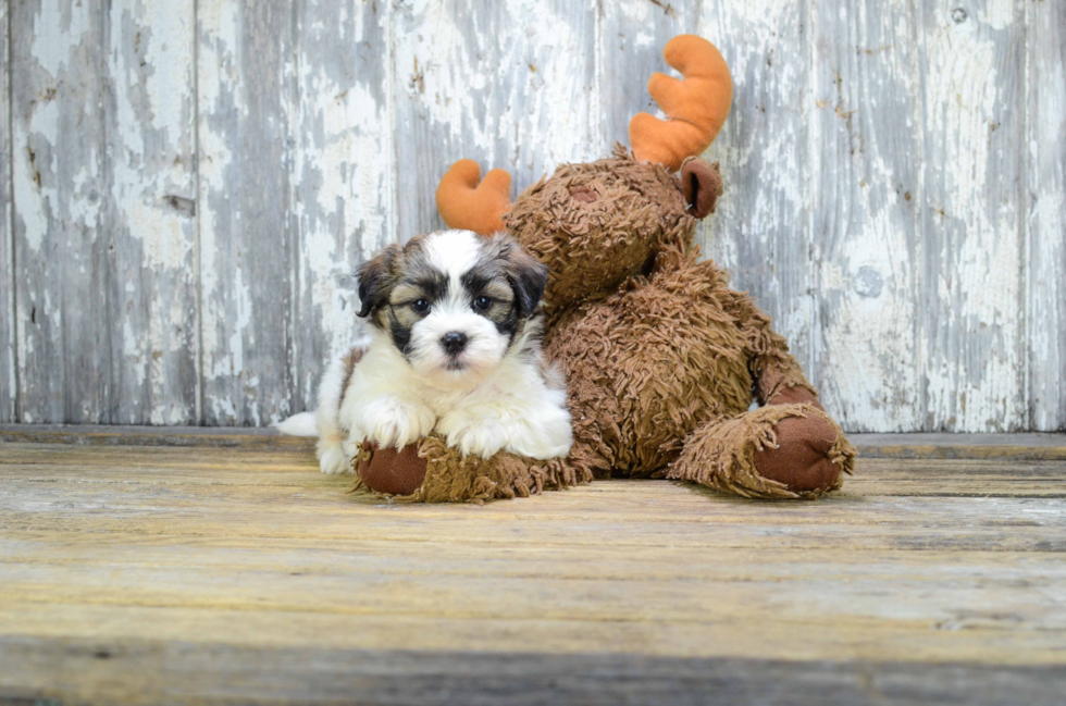 Smart Teddy Bear Designer Pup