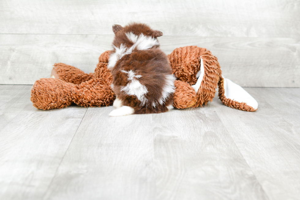 Best Pomeranian Baby